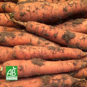 Carottes non lavées