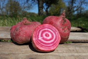 BETTERAVE CHIOGGIA Bio