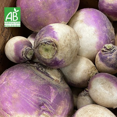 NAVET VIOLET BIO