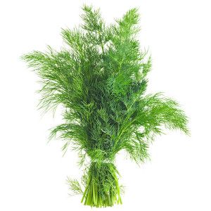 Botte d'Aneth fraiche
