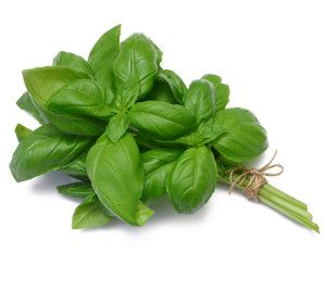 Botte de Basilic frais