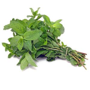 Botte de Menthe fraiche