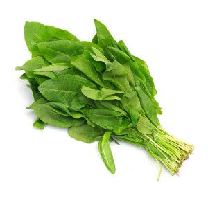 Botte d'Oseille fraiche