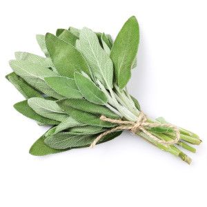 Botte de Sauge fraiche