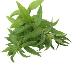 Botte de Verveine fraiche